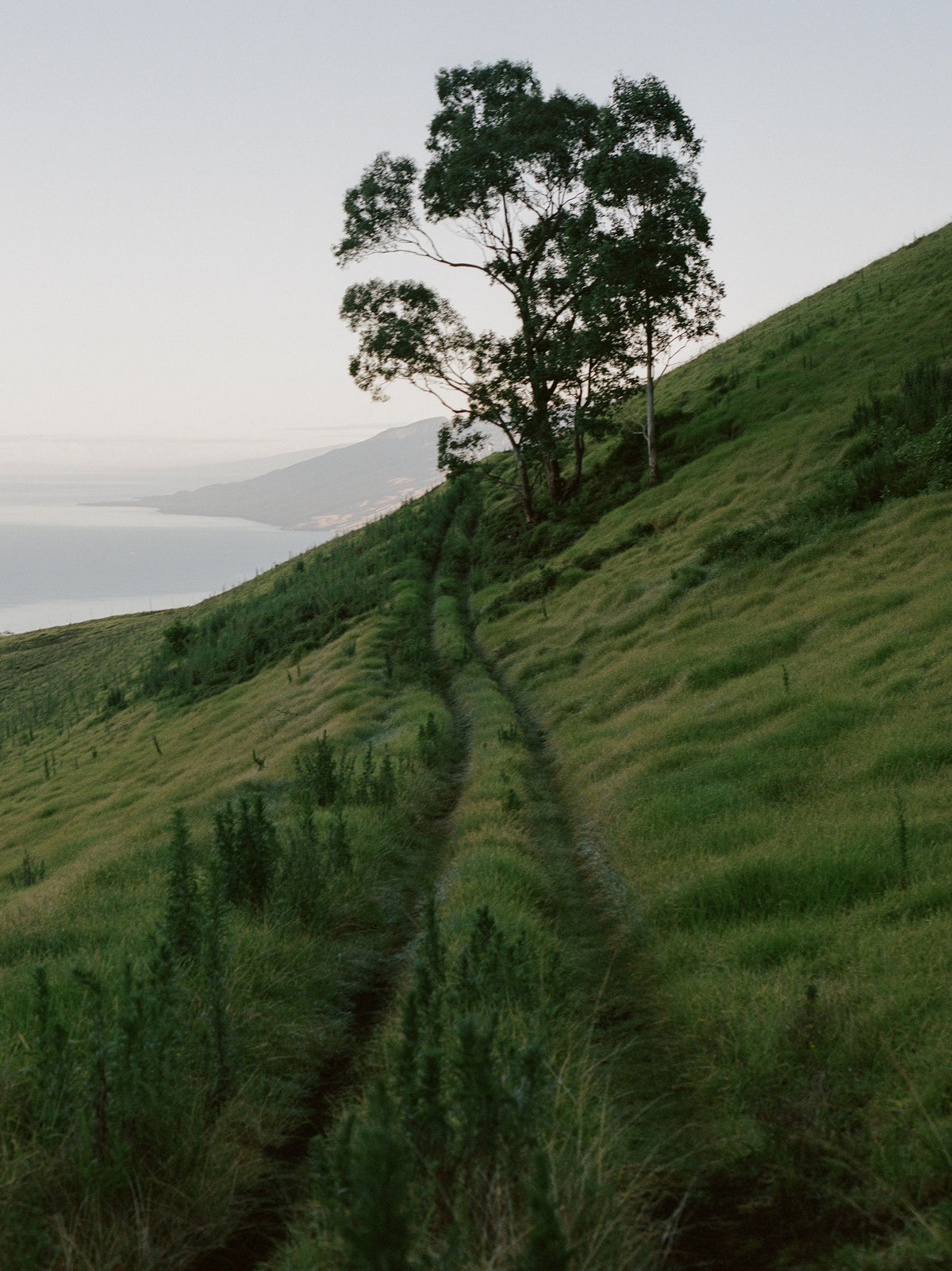 A lone tree on a steep grass ridge above the sea